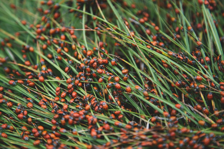 green grass