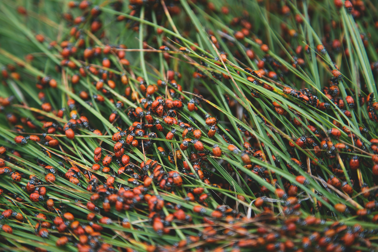 green grass